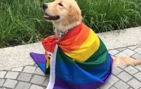 🏳️‍🌈 𝐓𝖍𝖊 𝐒𝖆𝖋𝖊 𝐐𝖚𝖊𝖊𝖗+ 🏳️‍⚧️
