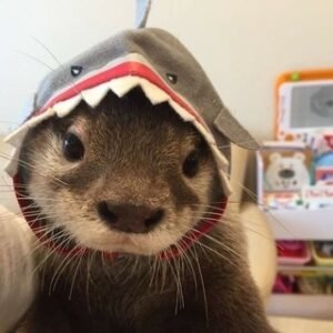 Lontra Promos