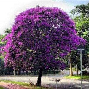 Só pessoas de 30/40 anos