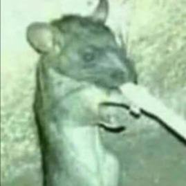 Toca Dos Rato 🫡