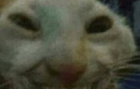Amizades Sem Fim