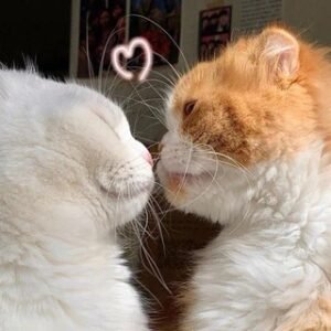 Beijinho & carinho 💘