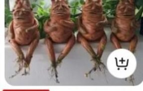 OS CATIRIPÊNCES