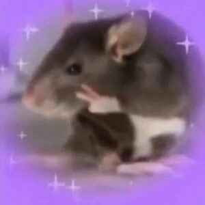 RATO CURSOS