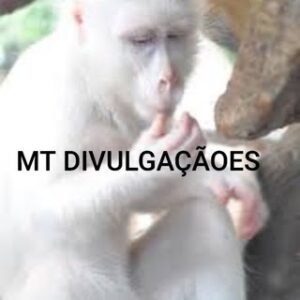 Divulgações