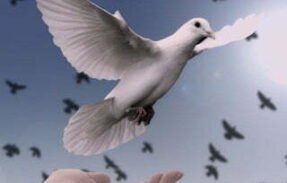 A Paz de Cristo 🕊️