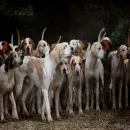Clube dos Pets