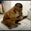 Loucura na net