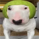 Loucos