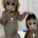 grupo do bozo