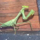 Spencer da Silva
