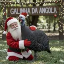 GALINHA DA ANGOLA