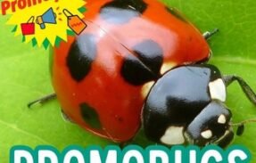 Promobugs promoções Promoções, Cupons de Descontos