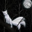 night fox