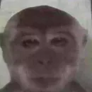 Memes