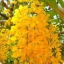 Vendas Natureza Viva GV
