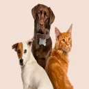 Pet Style & Conforto❤️🐶🐾🐈❤️